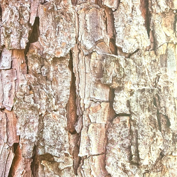 Scrapbook Paper! Wood Backgrounds & Textures! 12x12” - Picture 6 of 17